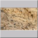 Andrena vaga - Weiden-Sandbiene -07- 04.jpg